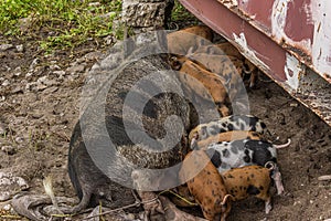 A large sow lies on its side and feeds a brood of newborn piglets