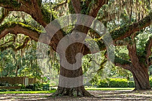 Large Spanish Moss Tree is unique to this Park