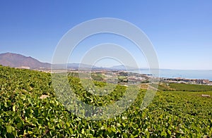 Large Spanish vineyards overlooking Duquesa Manilva through to M