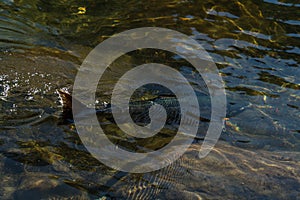 Large Spawned Salmon in river Vancouver Island, Canada.