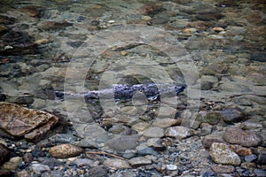 A large spawning salmon