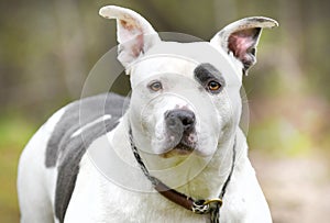 Large spayed gray and white female Bully bulldog Pitbull Terrier dog outside on leash