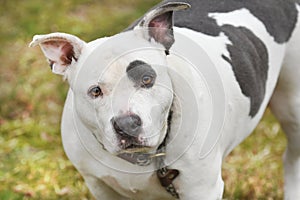 Large spayed gray and white female Bully bulldog Pitbull Terrier dog outside on leash