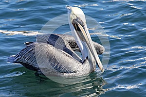 Large specimen of Pelecanus occidentalis californicus \