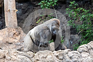 Large specimen silversmith gorilla. Tenerife