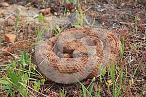 Large Speckeld Rattlesnake Crotalus mitchellii pyyrhus coiled in grass in California photo