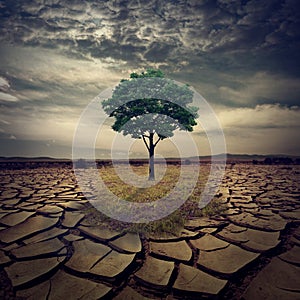 A large spectacular lone oak tree on a hill that is scorched.