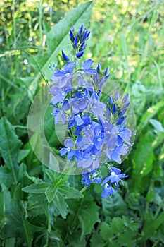 Large Speedwell (Veronica teucrium)