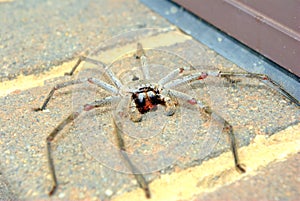 Large spider on bricks