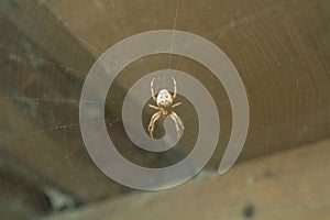 A large spider in the center of its network