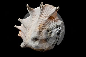Large spider conch seashell on dark background