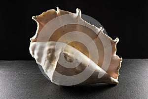 Large spider conch seashell on dark background