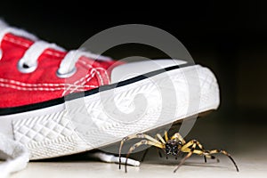 Large spider hidden inside children`s sneakers, venomous animal, concept of arachnophobia and pest control
