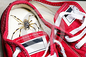 large spider hidden inside children\'s sneakers, venomous animal, concept of arachnophobia and pest control