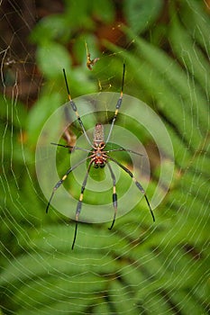 Large spider on his spider net in costrican jungle