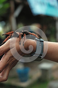 A large spider identified as Brachypelma hamorii, on a human hand.