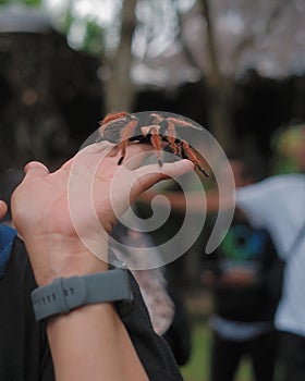 A large spider identified as Brachypelma hamorii (Mexican Redknee Tarantula)