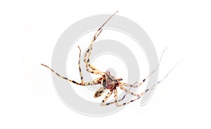 Large Spider isolated