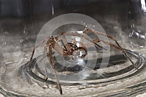 Large Spider in Jar