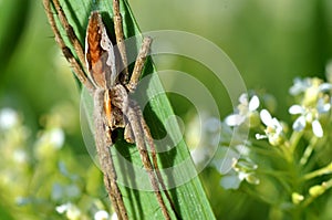 Large spider on leaf