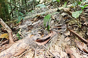 Large spider sits on a web in a rainforest