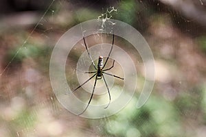 Large spider sits on a web in a rainforest