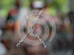 Large Spider Spin a Web