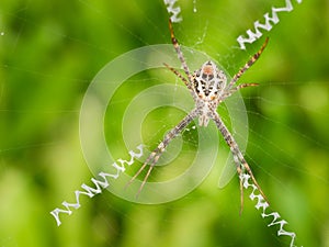 Large Spider Spin a Web