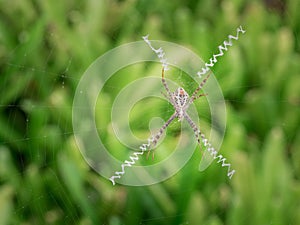 Large Spider Spin a Web