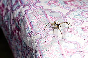 Large spider walking across a bed quilt, venomous animal, need for detection