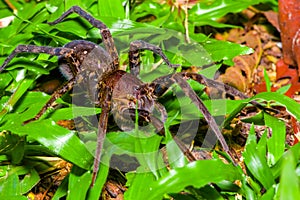 A large spider walking on the ground inside of the forest in Cuyabeno National Park, in Ecuador