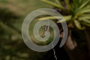 Large spider weaving spider web in the garden. tiger spider argiope lobata