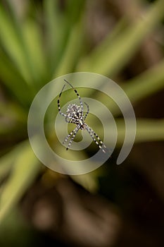 Large spider weaving spider web in the garden. tiger spider argiope lobata