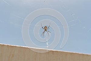 Large spider weaving spider web in the garden. tiger spider argiope lobata