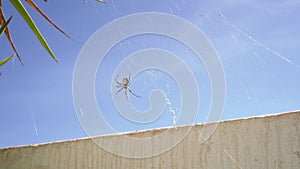 Large spider weaving spider web in the garden. tiger spider argiope lobata