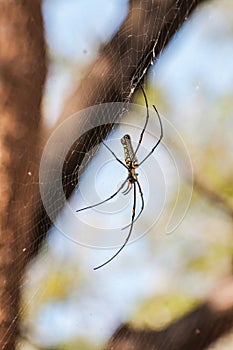 A large spider on the web.