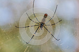 A large spider on the web.