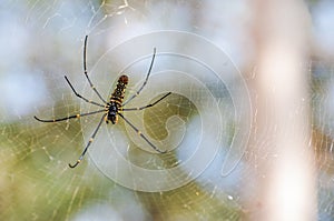 A large spider on the web.