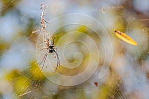 A large spider on the web.