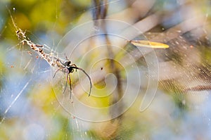 A large spider on the web.