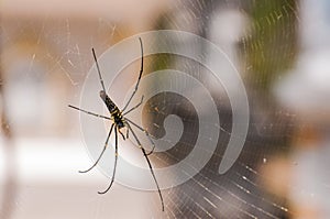 A large spider on the web.