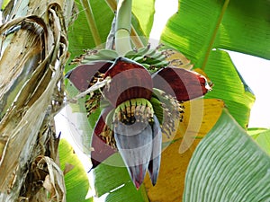 Large spike flower of banana plan Genus Musa in india.A red banana blossom with open female flowers and male flowers inside the