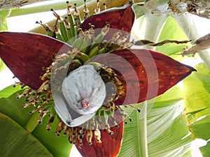 Large spike flower of banana plan Genus Musa in india.A red banana blossom with open female flowers and male flowers inside the