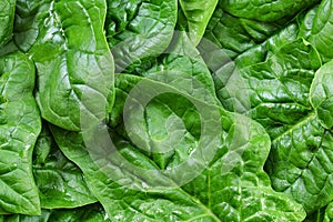 Large spinach leaves wet from water drops - detail photo from above, healthy green food concept