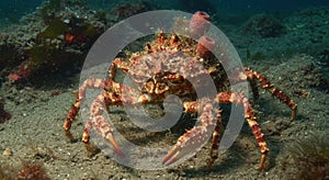 Large spiny crab underwater