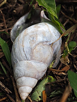 Large snail shell resting on a rock