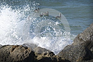 Large, splashing waves against rocks with pelicans in the ocean at Venice, Florida.