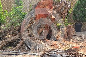 Large, split tree trunk from fallen tree