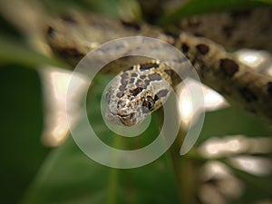 Large-spotted Cat Snake, Boiga multomaculata
