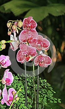 Large, spotted flowers and buds in the garden.